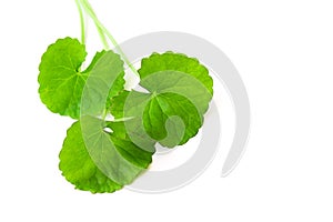 Closeup leaf of Gotu kola, Asiatic pennywort, Indian pennywort o