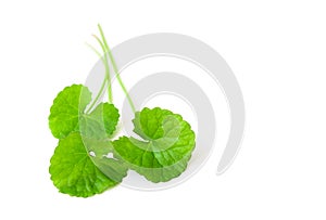 Closeup leaf of Gotu kola, Asiatic pennywort, Indian pennywort o