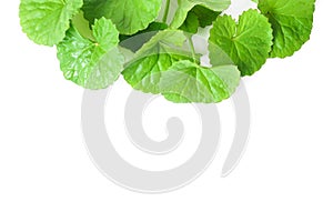 Closeup leaf of Gotu kola, Asiatic pennywort, Indian pennywort o