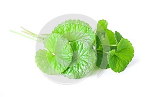 Closeup leaf of Gotu kola, Asiatic pennywort, Indian pennywort o