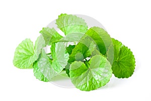 Closeup leaf of Gotu kola, Asiatic pennywort, Indian pennywort o