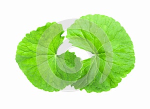 Closeup leaf of Gotu kola, Asiatic pennywort, Indian pennywort o