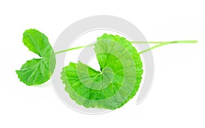 Closeup leaf of Gotu kola, Asiatic pennywort, Indian pennywort o