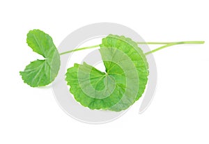 Closeup leaf of Gotu kola, Asiatic pennywort, Indian pennywort o