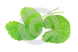 Closeup leaf of Gotu kola, Asiatic pennywort, Indian pennywort o