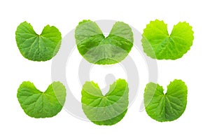 Closeup leaf of Gotu kola, Asiatic pennywort, Indian pennywort o