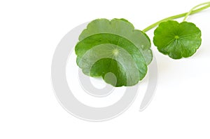 Closeup leaf of Gotu kola, Asiatic pennywort, Indian pennywort o