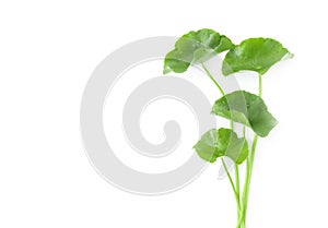 Closeup leaf of Gotu kola, Asiatic pennywort, Indian pennywort o