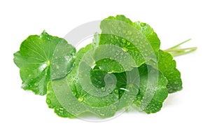 Closeup leaf of Gotu kola, Asiatic pennywort, Indian pennywort o