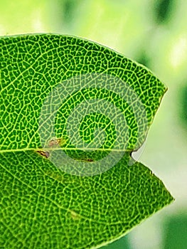 Closeup of a leaf with its veins.
