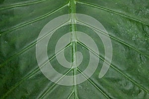 Closeup of a leaf with laminar structure and pinnate venation