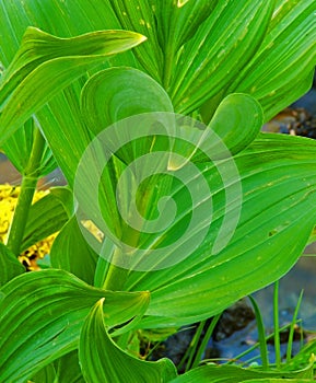 Closeup Leaf Patterns