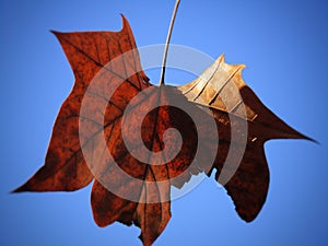 A closeup of a leaf
