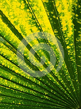 Closeup of leaf of talicot palm.Botanic Gardens, Singapore