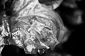 Closeup of a Leaf under rain - Ilford FP4 Plus B&W Film photo