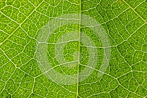 Closeup of leaf vains