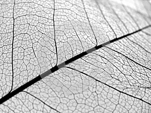 Closeup leaf veins texture
