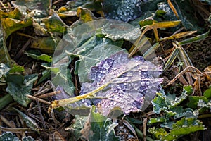 Closeup of leaf of wild cabbage Brassica oleracea covered with frozen morning dew water droplets on a field in winter