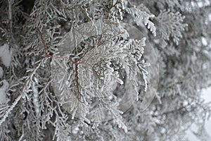 Closeup of leafage of Thuja occidentalis covered with hoarfrost in January