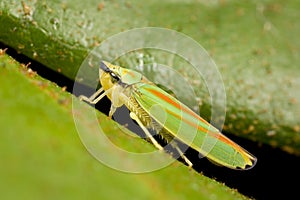 Closeup of leafhopper