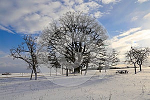 Closeup of leafless trees, winter nature