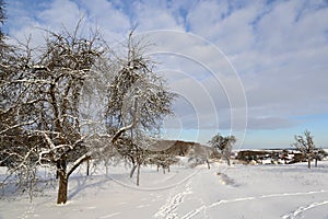 Closeup of leafless trees, winter nature