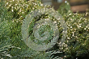 Closeup of the leafs of a cedar conifer, thuja. photo