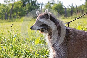 Closeup of a leashed Raccoon.