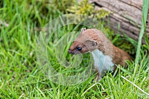 Closeup of a least weasel (Mustela nivalis) in the grass