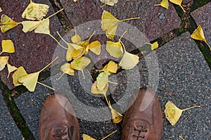 leather shoes on wet automnal ginkgo biloba leaves in