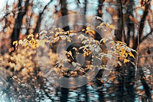 a closeup of leave turned yellow in autumn