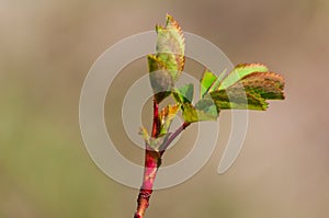 Closeup of leaves on a branch under the sunlight in Villeneuve in Switzerland