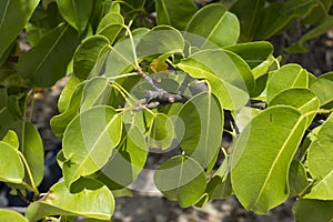 Closeup leaves of deadly manchineel tree