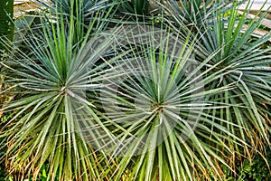 Closeup of the leaves of a dragon tree, popular and vulnerable plant specie from the Canary islands