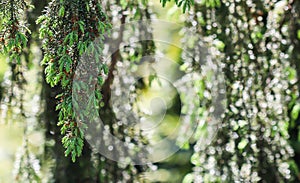 Closeup leaves of evergreen coniferous tree Juniperus communis Horstmann. Bokeh with light reflection