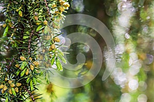 Closeup leaves of evergreen coniferous tree Juniperus communis Horstmann after the rain. Bokeh with light reflection