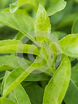 Closeup leaves of green herb called Purple passion vine (Gynura