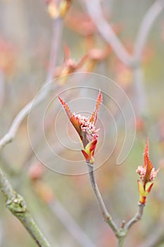 Closeup of leaves on a Highbush cranberry shrub with copyspace. Zoom on little berries growing in a forest or field with