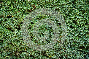 Closeup of the leaves of an Ivy plant covering a wall photo