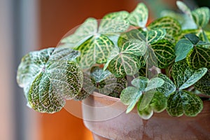 Closeup leaves of Oxalis corymbosa aureo-reticulata plant in flower pot at home. photo