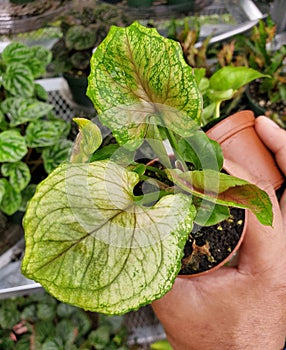 Closeup of the leaves of Syngonium Mango Allusion photo