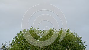 Closeup of leaves on a tree in windy weather.