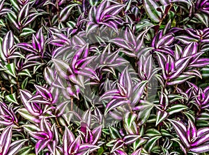 Closeup of the leaves of a wandering jew plant, tropical plant from America and Asia, popular cultivated garden plants