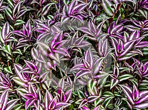 Closeup of the leaves of a wandering jew plant, tropical plant from America and Asia, popular cultivated garden plants photo
