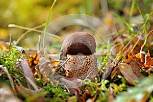 Closeup Leccinum aurantiacum mushroom in autumn forest