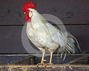 Closeup of a Leghorn chicken walking on a farm