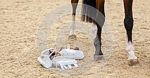 Closeup of the legs and hooves from a horse. Tendon splint boots air mesh for horse. Equestrian sport. Thoroughbred