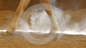 Closeup legs of horse walking on the ground 4k footage