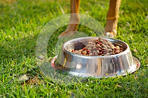 Closeup legs of mixed breed dog standing behind metal bowl with fresh crunchy food sitting on green grass, animal