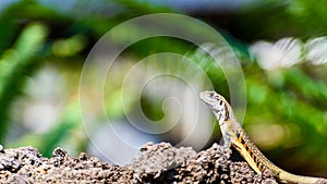 Closeup Leiolepis belliana in nature background